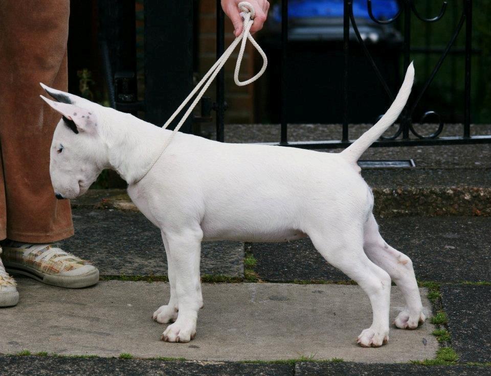 Bullterrier Amy - 14 uger gammel billede 18