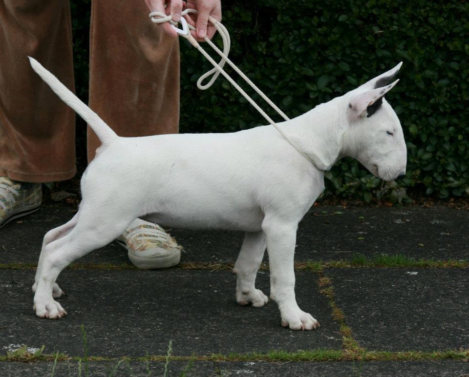Bullterrier Amy - 14 uger gammel billede 19