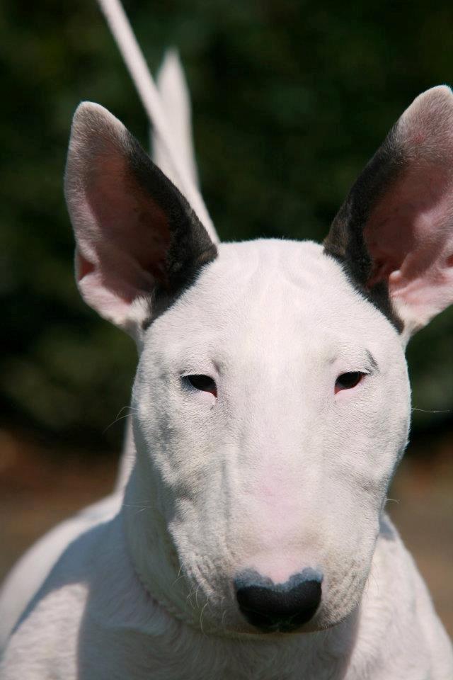 Bullterrier Amy - 14 uger gammel billede 20