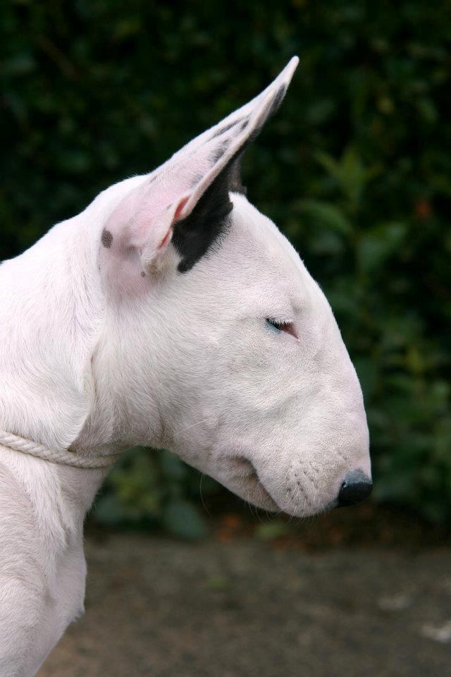 Bullterrier Amy - 14 uger gammel billede 21