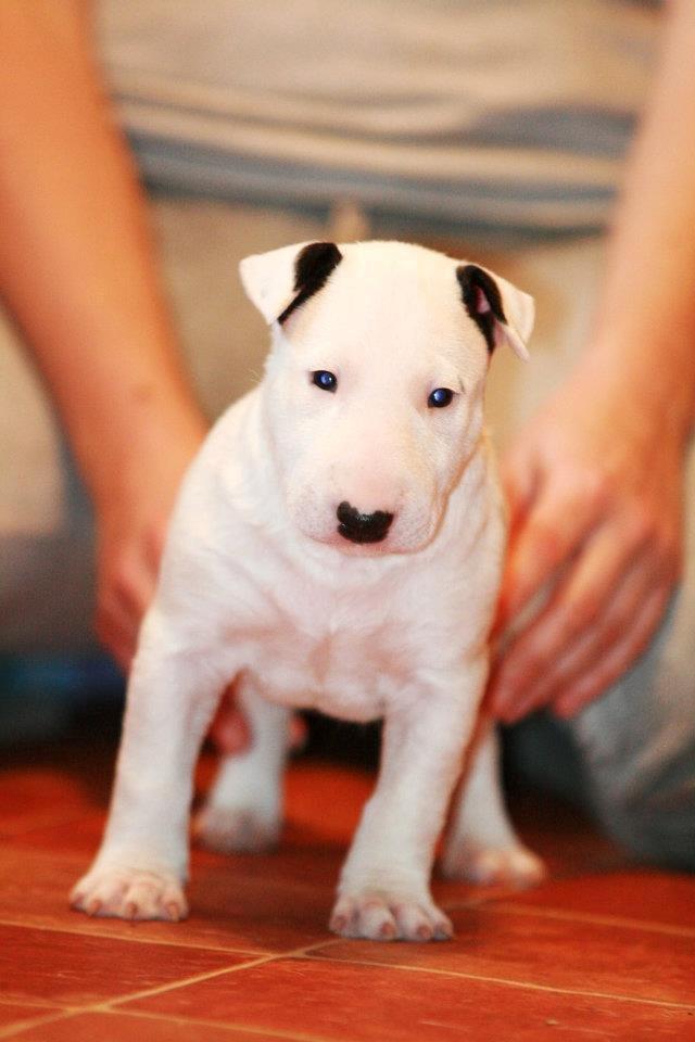 Bullterrier Amy billede 22