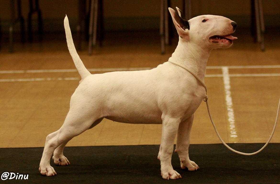Bullterrier Amy - 4 mdr gammel billede 23