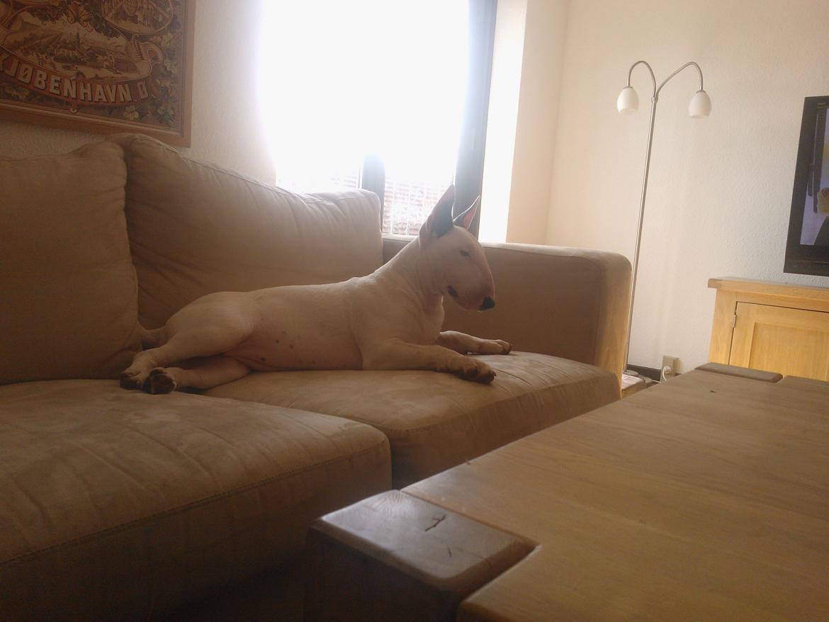 Bullterrier Amy billede 24