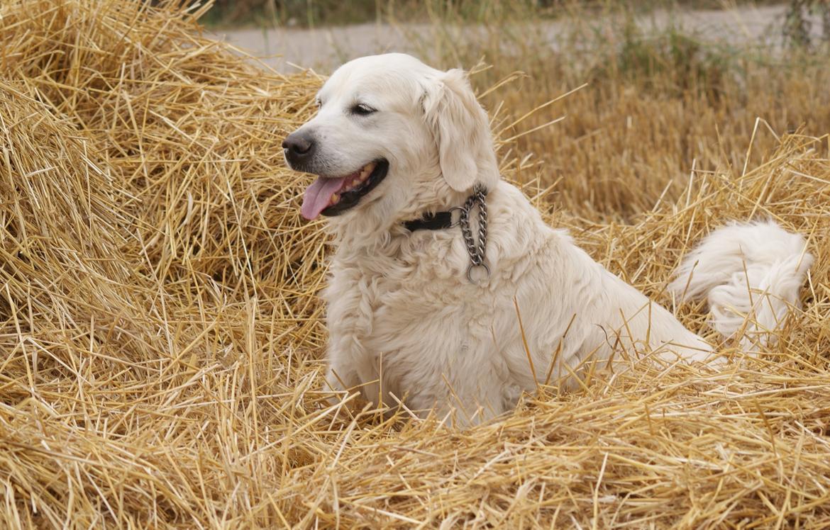 Golden retriever Balou - Min gyldne dreng, BALOU! På stubmark 2012 <3 billede 3