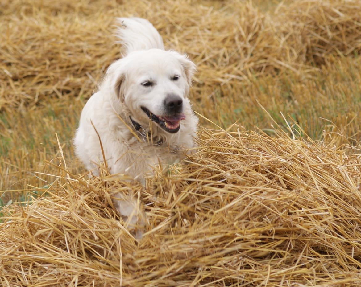 Golden retriever Balou - Den gamle dreng prøver at springe over halm bunkerne :b billede 20