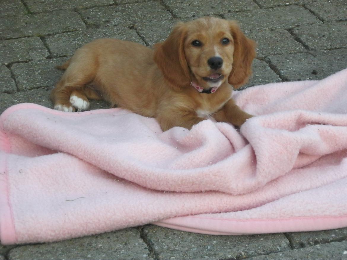 Blanding af racer Asta billede 19