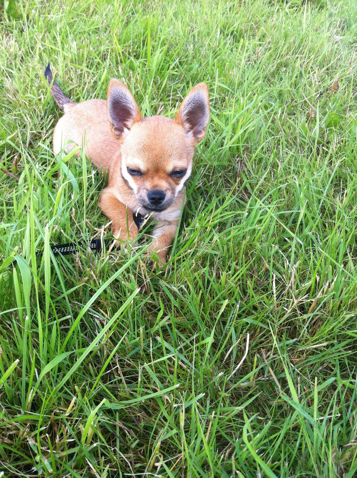 Chihuahua Oscar billede 6