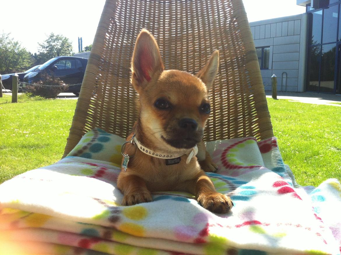Chihuahua Oscar billede 8