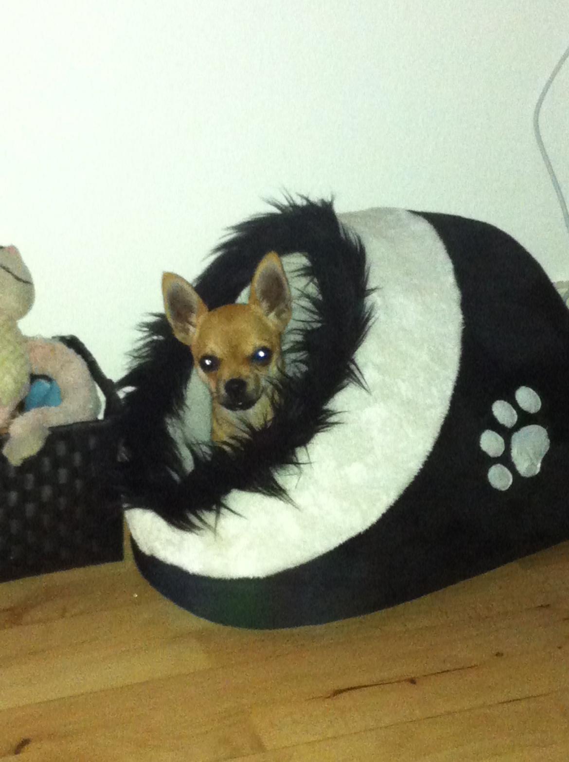 Chihuahua Oscar billede 10
