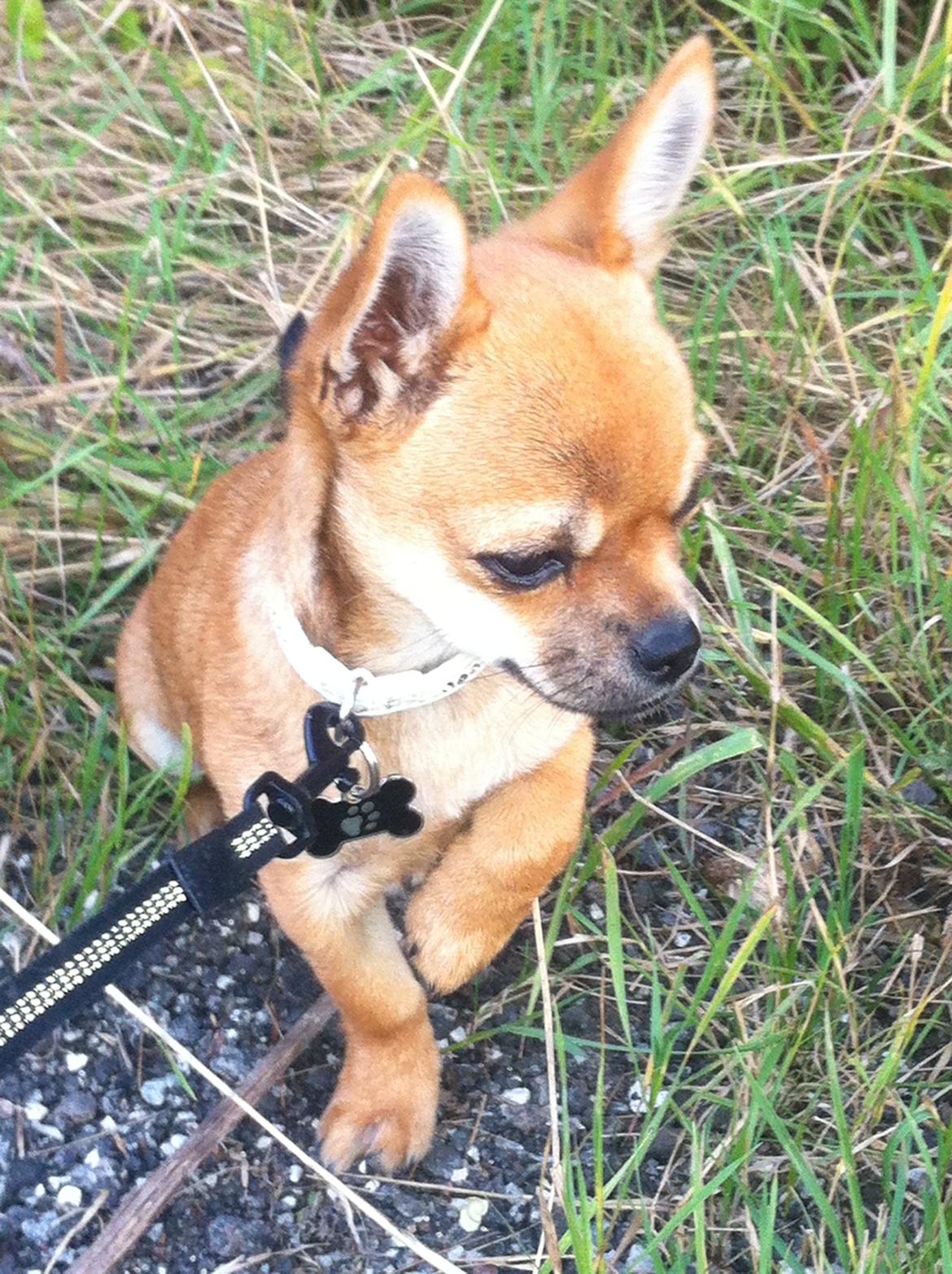 Chihuahua Oscar billede 13