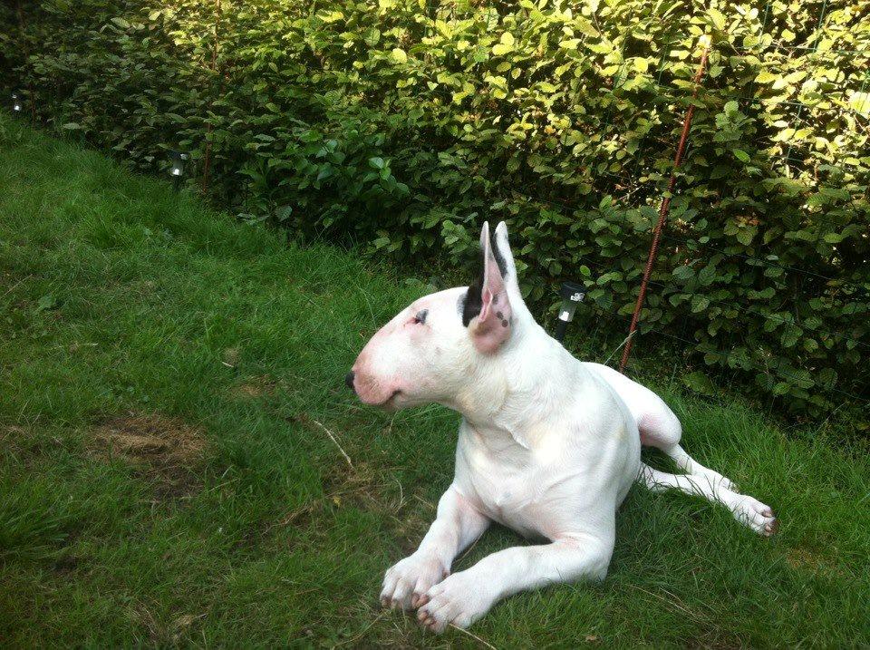 Bullterrier Amy billede 25