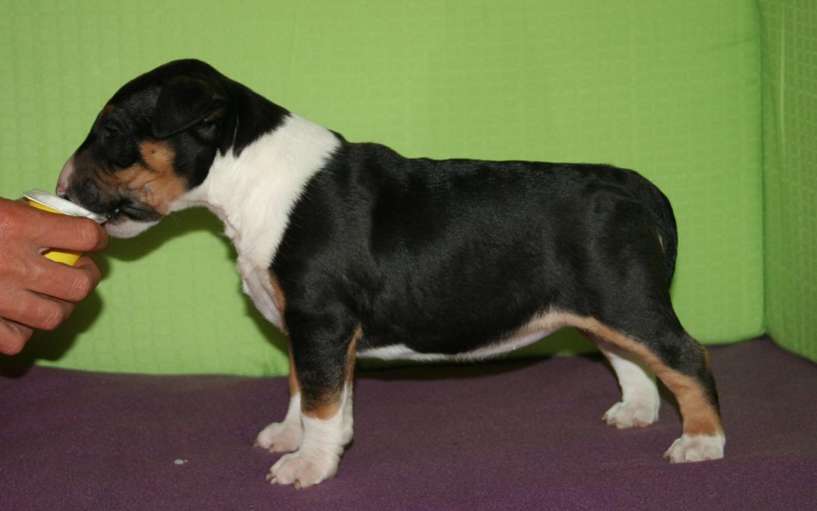 Bullterrier miniature Jekini´s Queen of New Orleans "Mille" billede 5