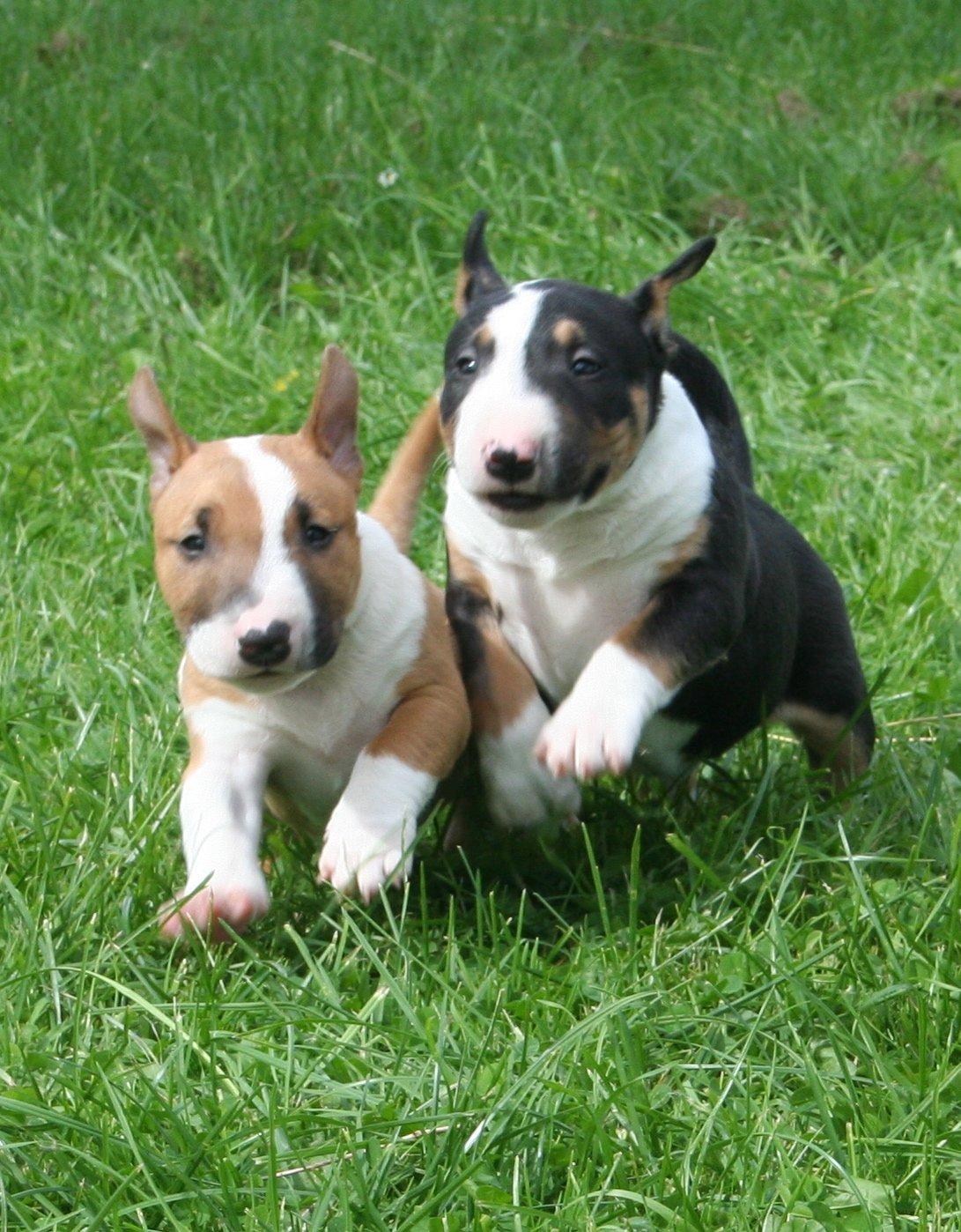 Bullterrier miniature Jekini´s Queen of New Orleans "Mille" billede 6