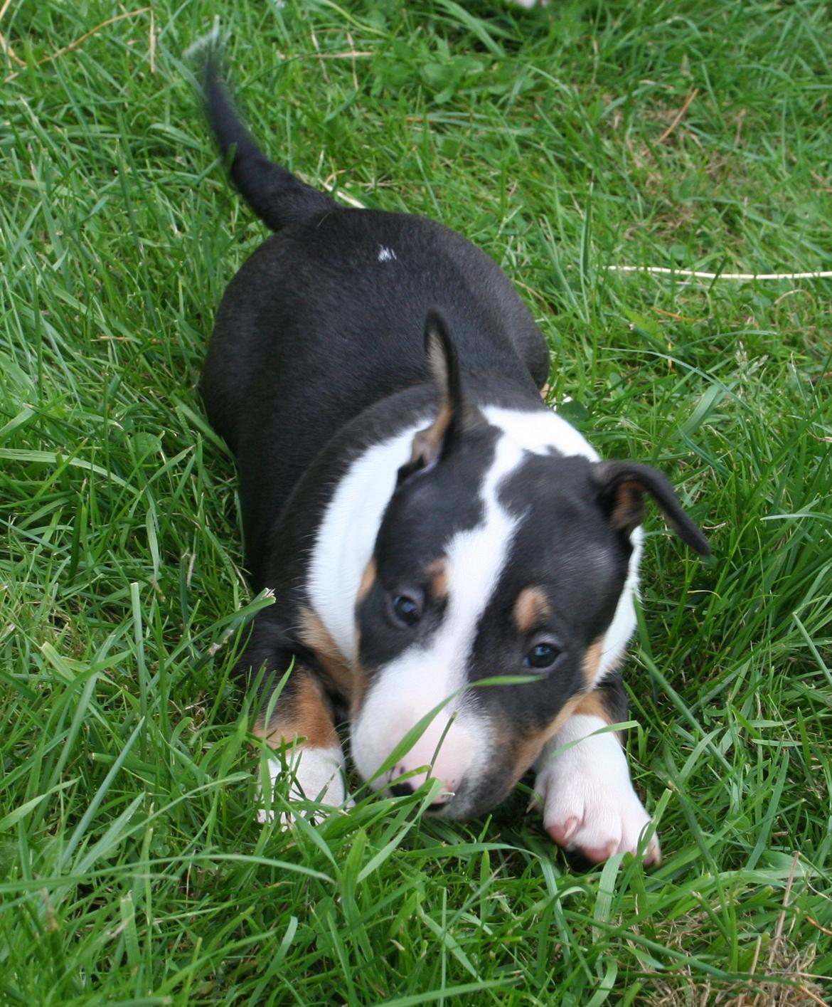 Bullterrier miniature Jekini´s Queen of New Orleans "Mille" billede 7