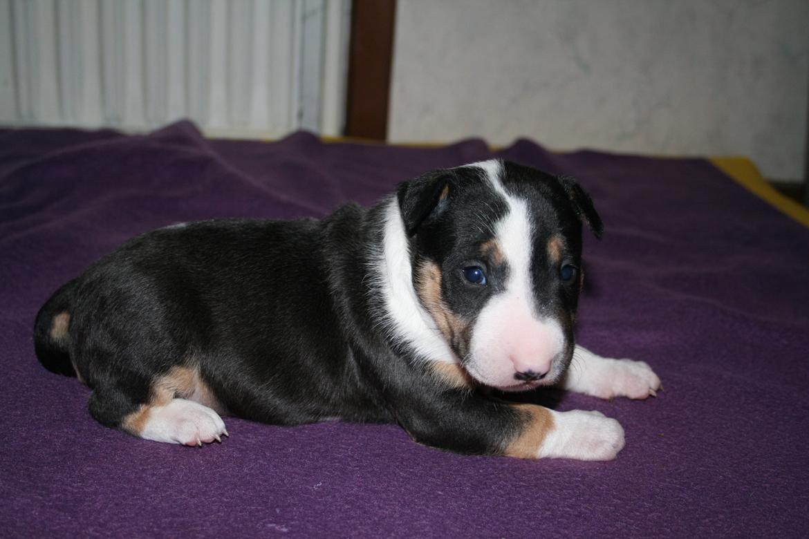 Bullterrier miniature Jekini´s Queen of New Orleans "Mille" billede 9