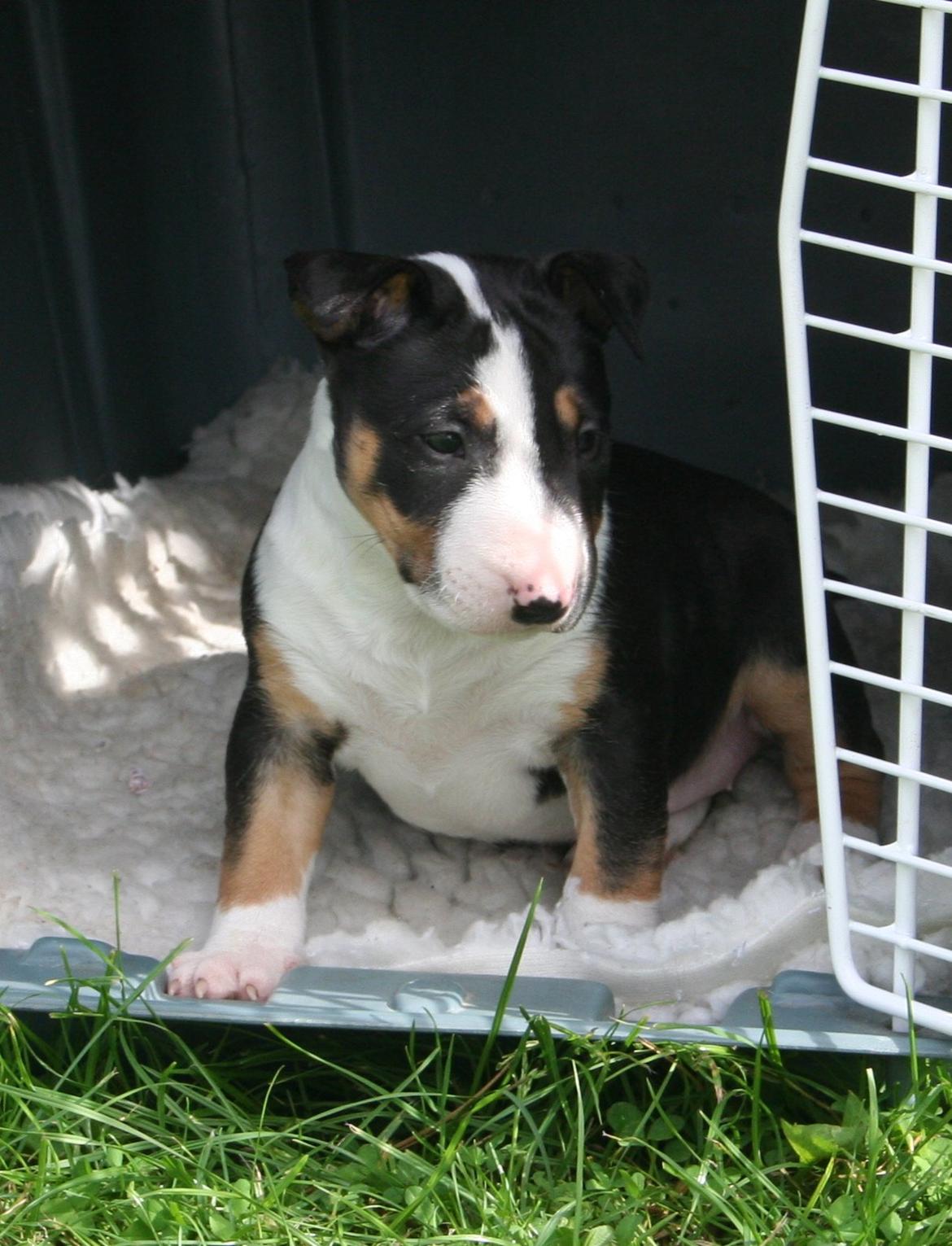 Bullterrier miniature Jekini´s Queen of New Orleans "Mille" billede 10