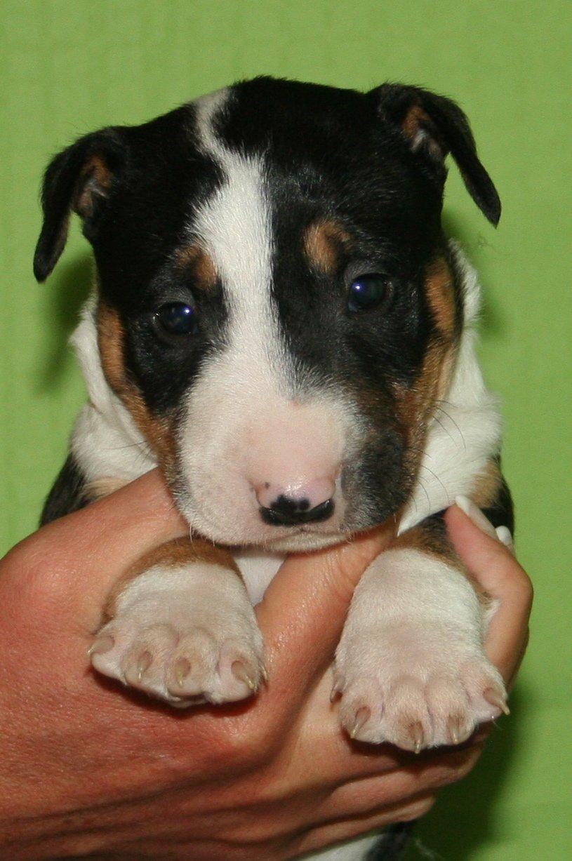 Bullterrier miniature Jekini´s Queen of New Orleans "Mille" billede 11