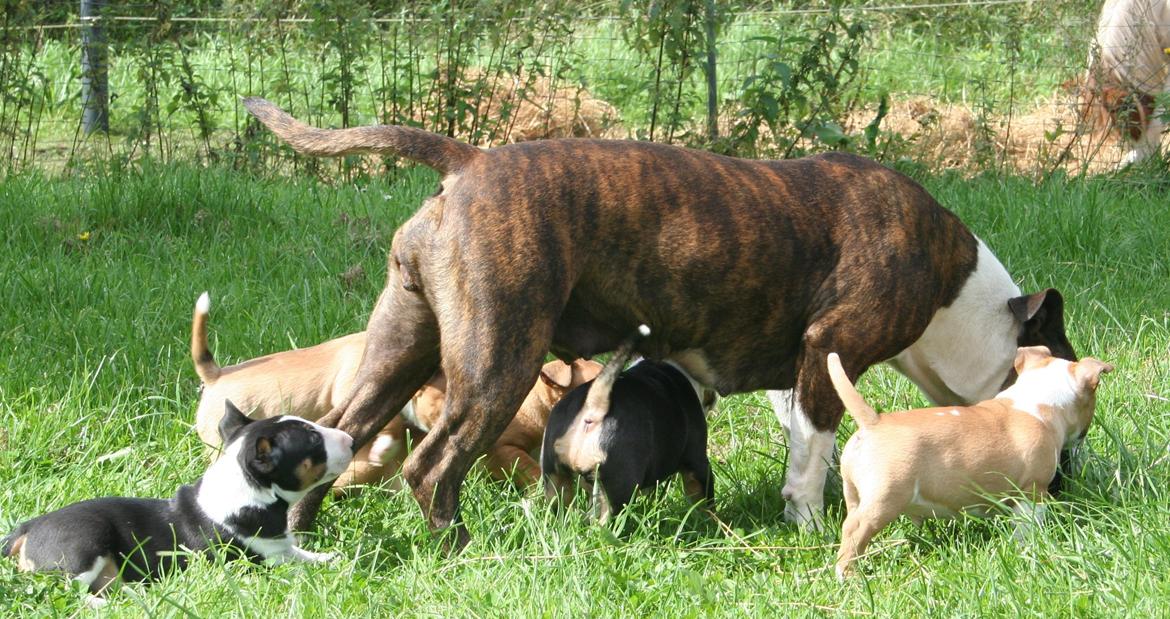 Bullterrier miniature Jekini´s Queen of New Orleans "Mille" billede 12