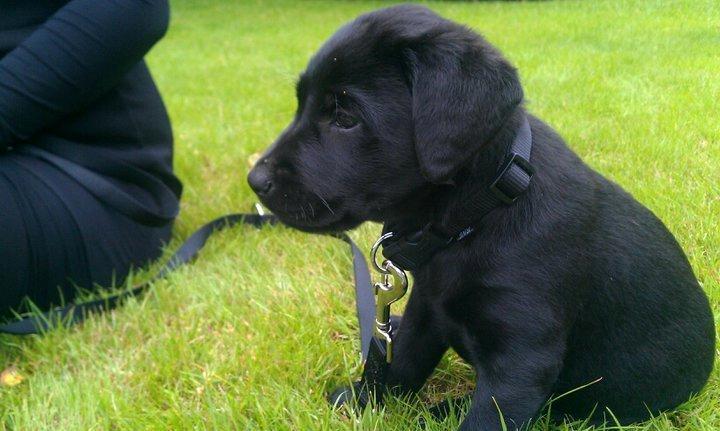 Labrador retriever Mille billede 1
