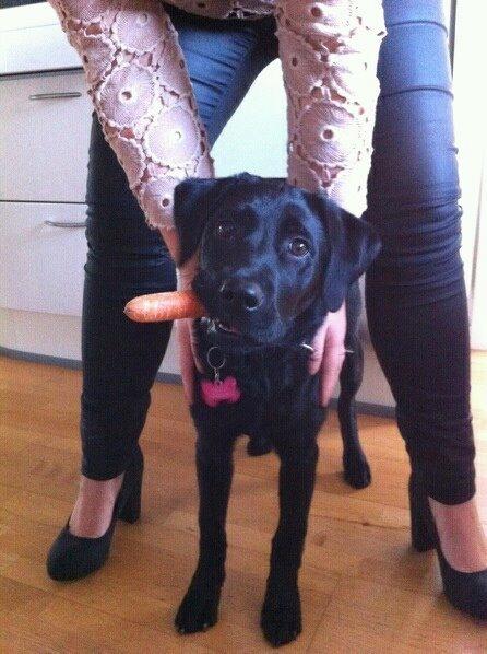 Labrador retriever Mille billede 2