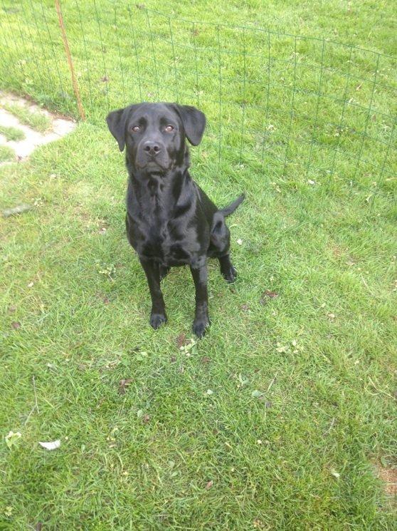 Labrador retriever Mille billede 3