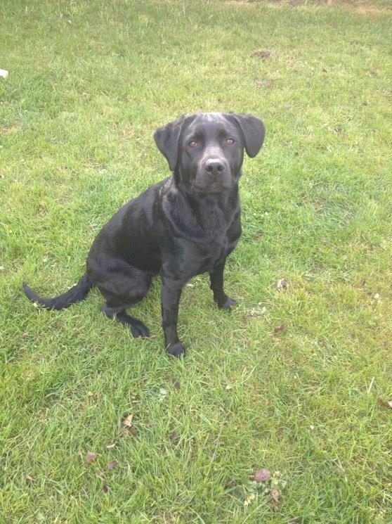 Labrador retriever Mille billede 4