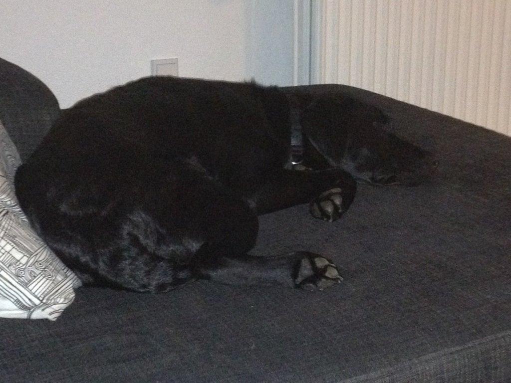 Labrador retriever Mille billede 5