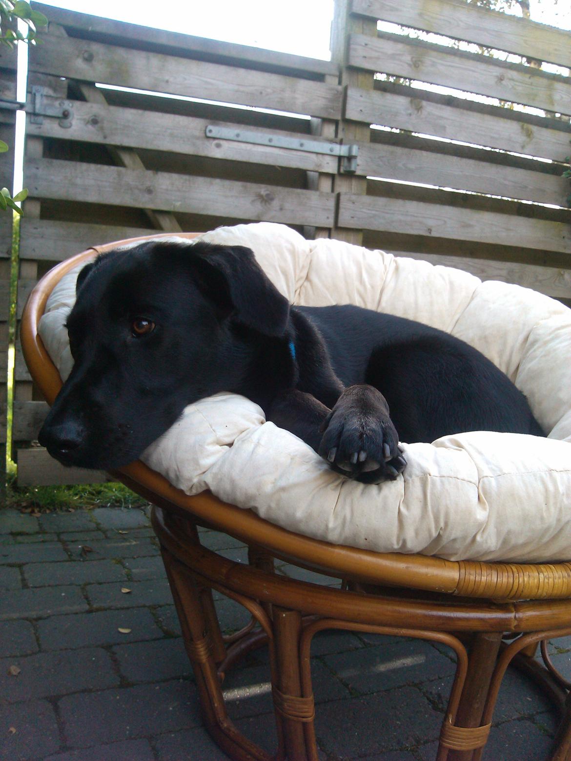 Blanding af racer Boss billede 10