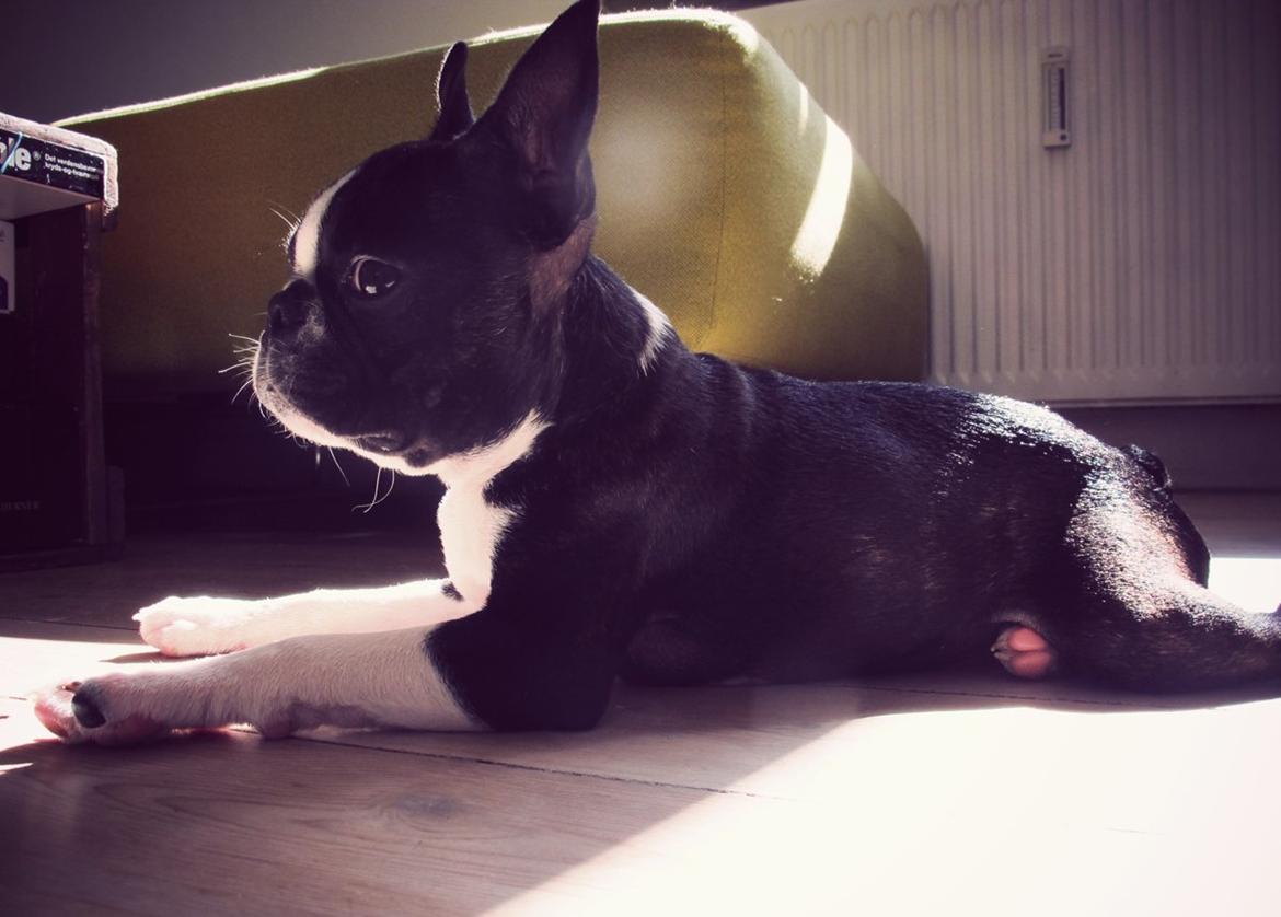 Boston terrier Bodil - 15 uger billede 2