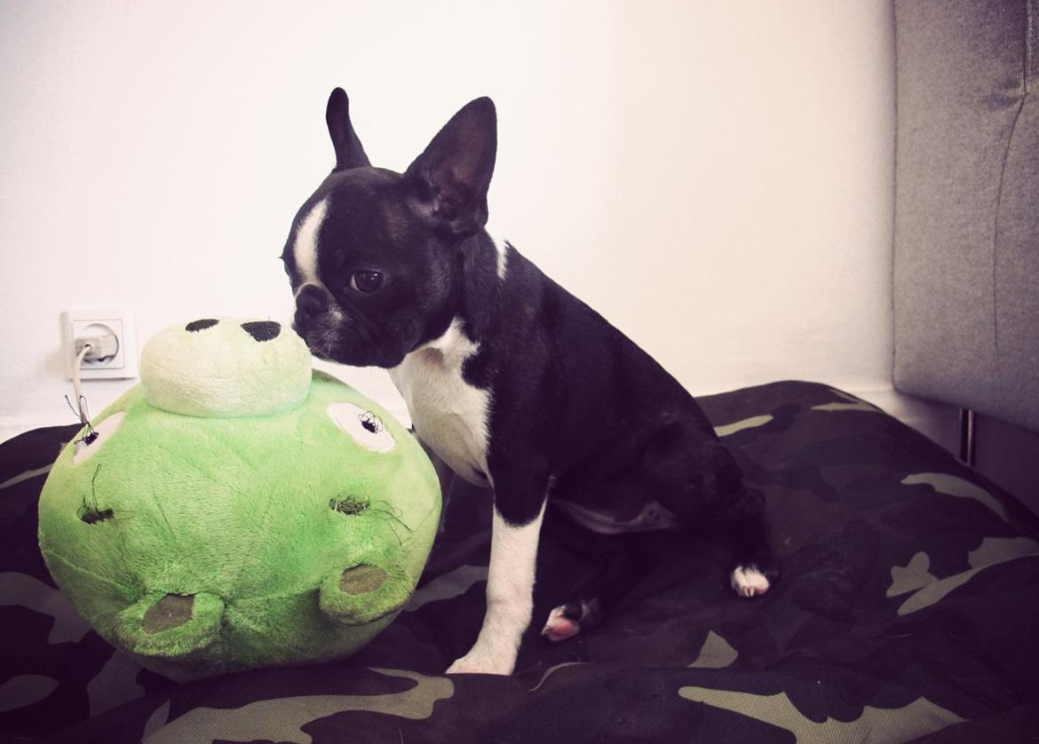 Boston terrier Bodil - 15 uger billede 1