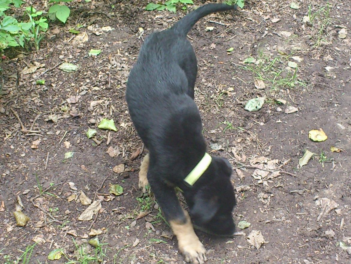 Blanding af racer Tempo billede 1