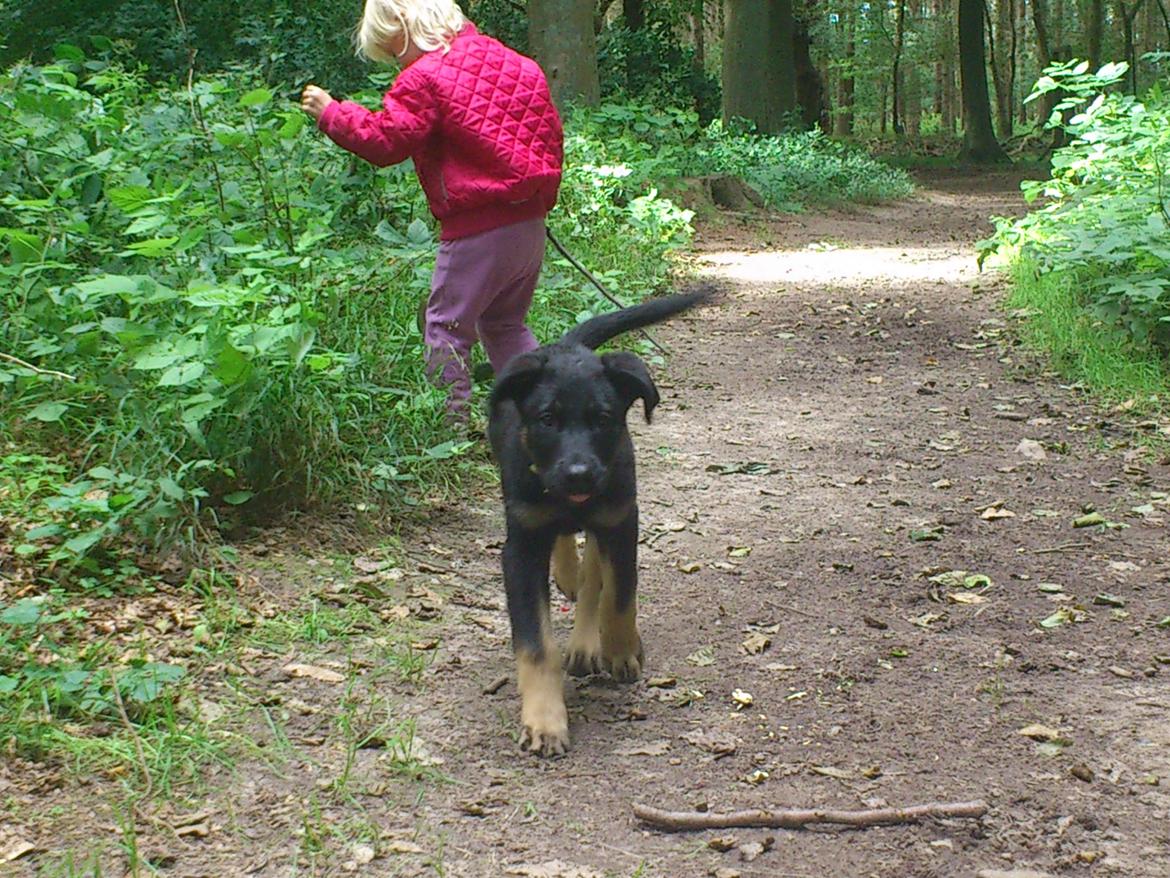 Blanding af racer Tempo billede 2