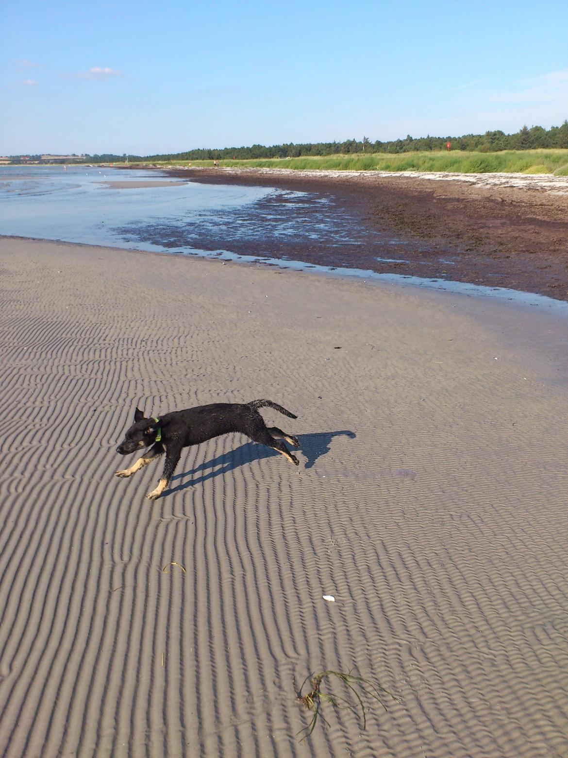 Blanding af racer Tempo billede 3