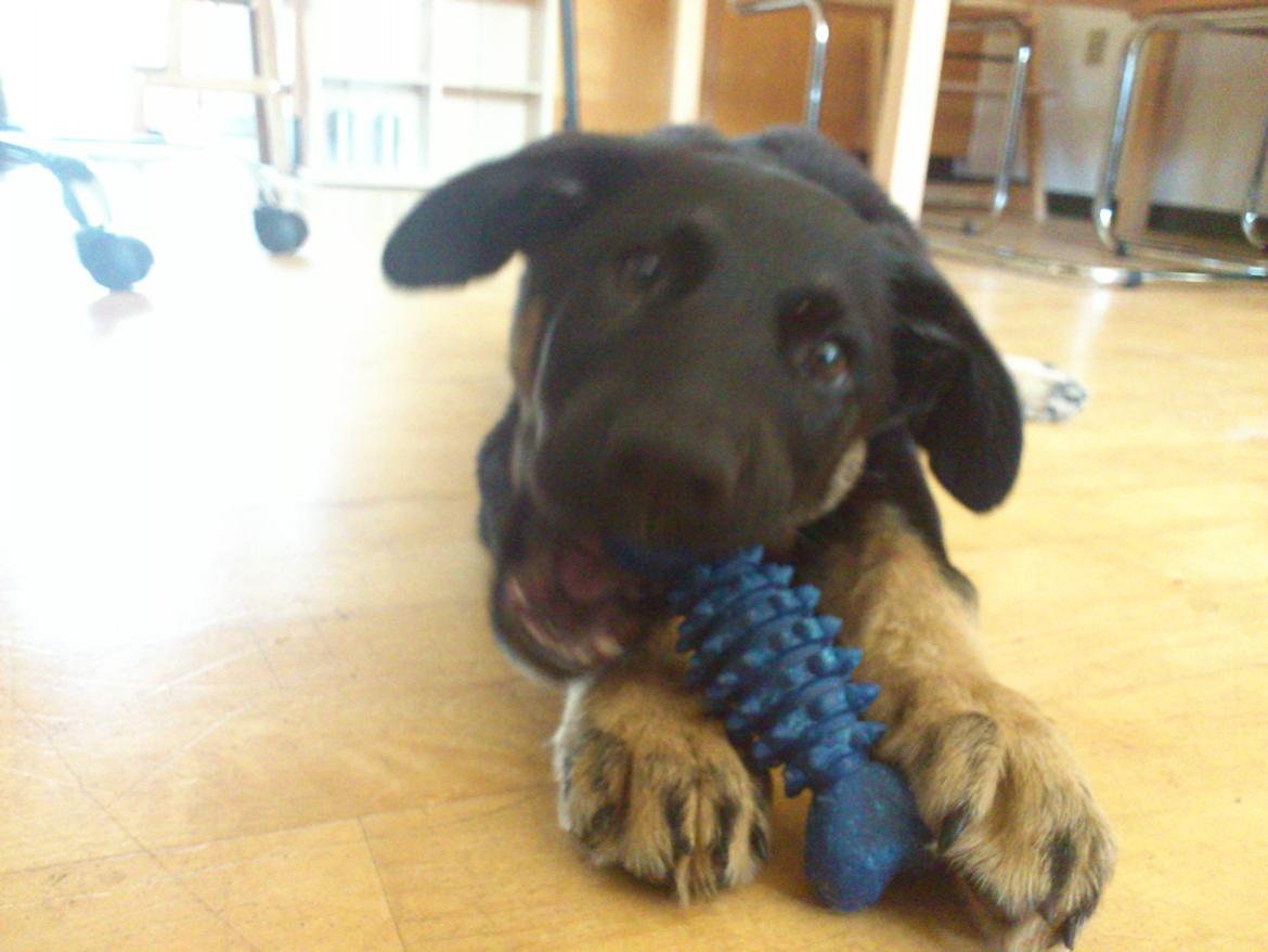 Blanding af racer Tempo billede 4