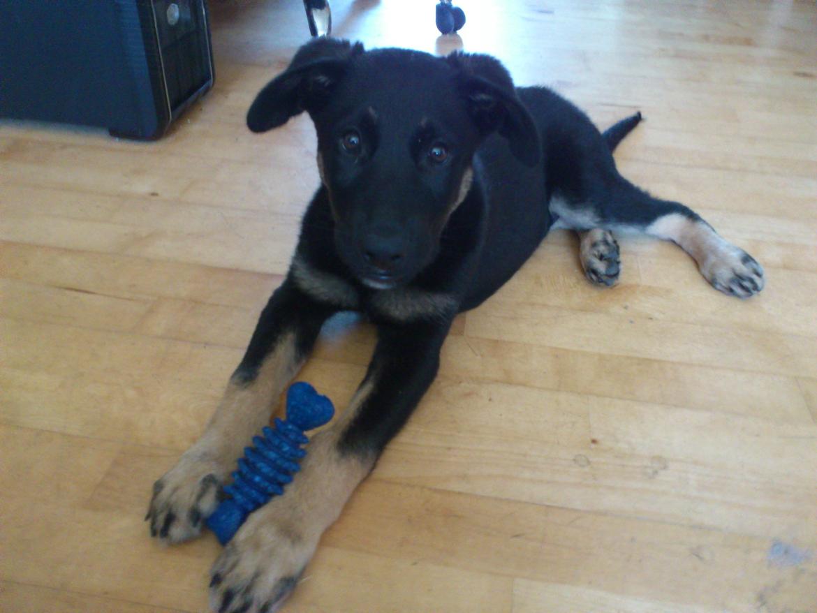 Blanding af racer Tempo billede 5