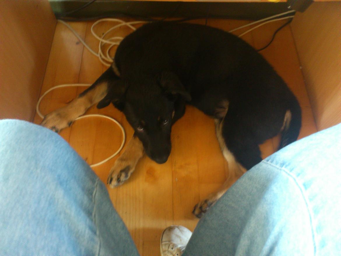 Blanding af racer Tempo billede 6