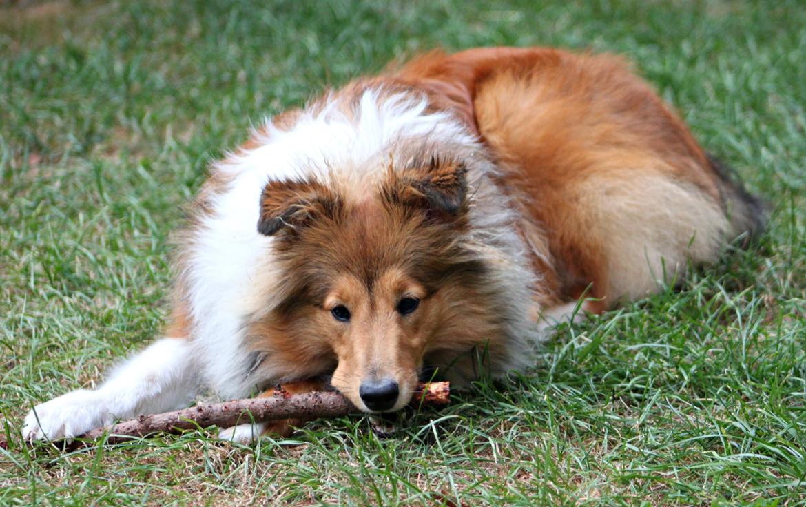 Shetland sheepdog Kenzo billede 4