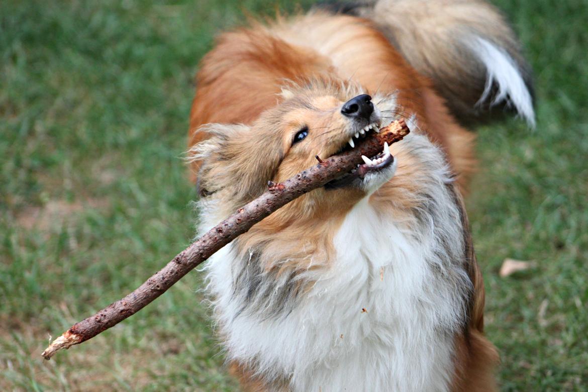 Shetland sheepdog Kenzo billede 5