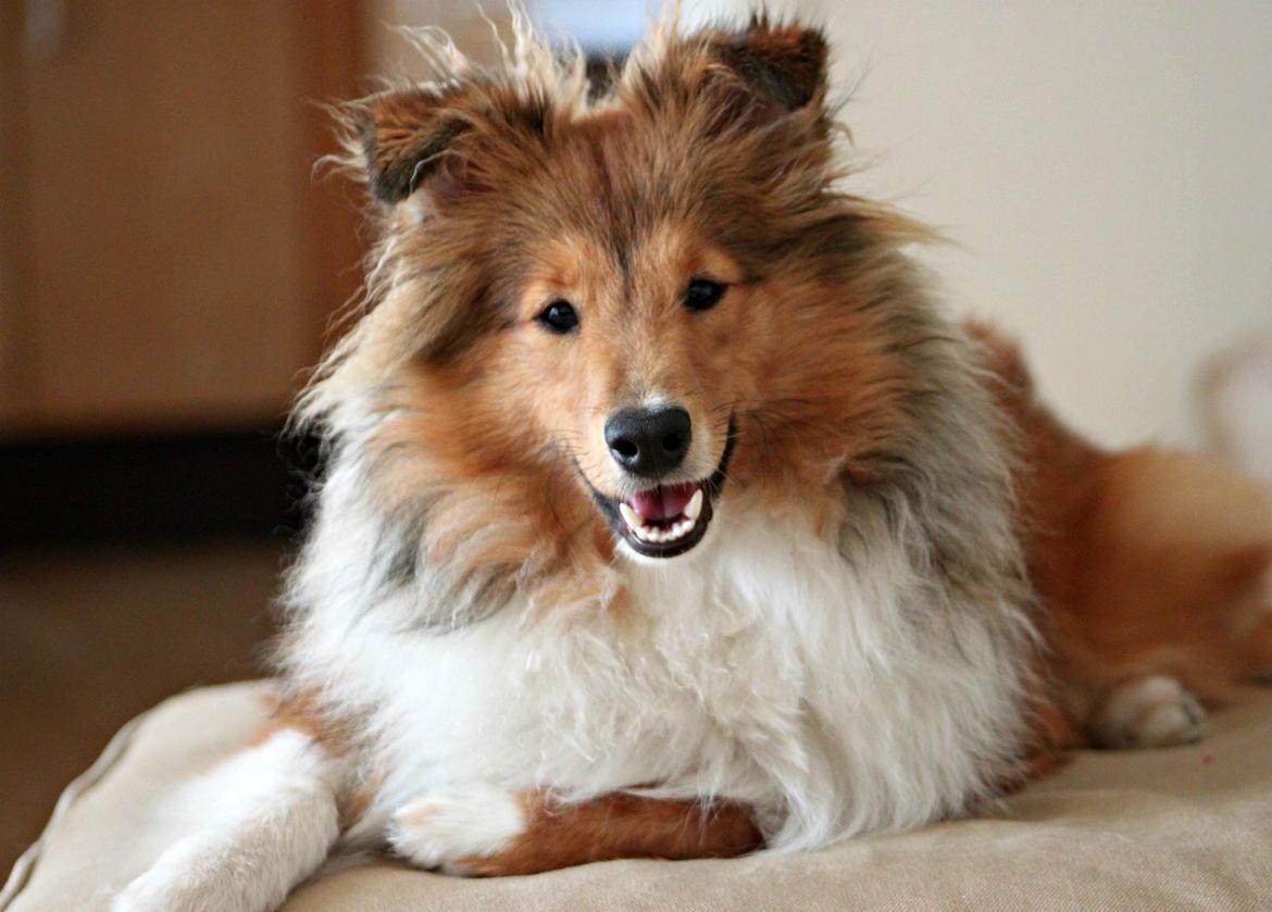 Shetland sheepdog Kenzo billede 1