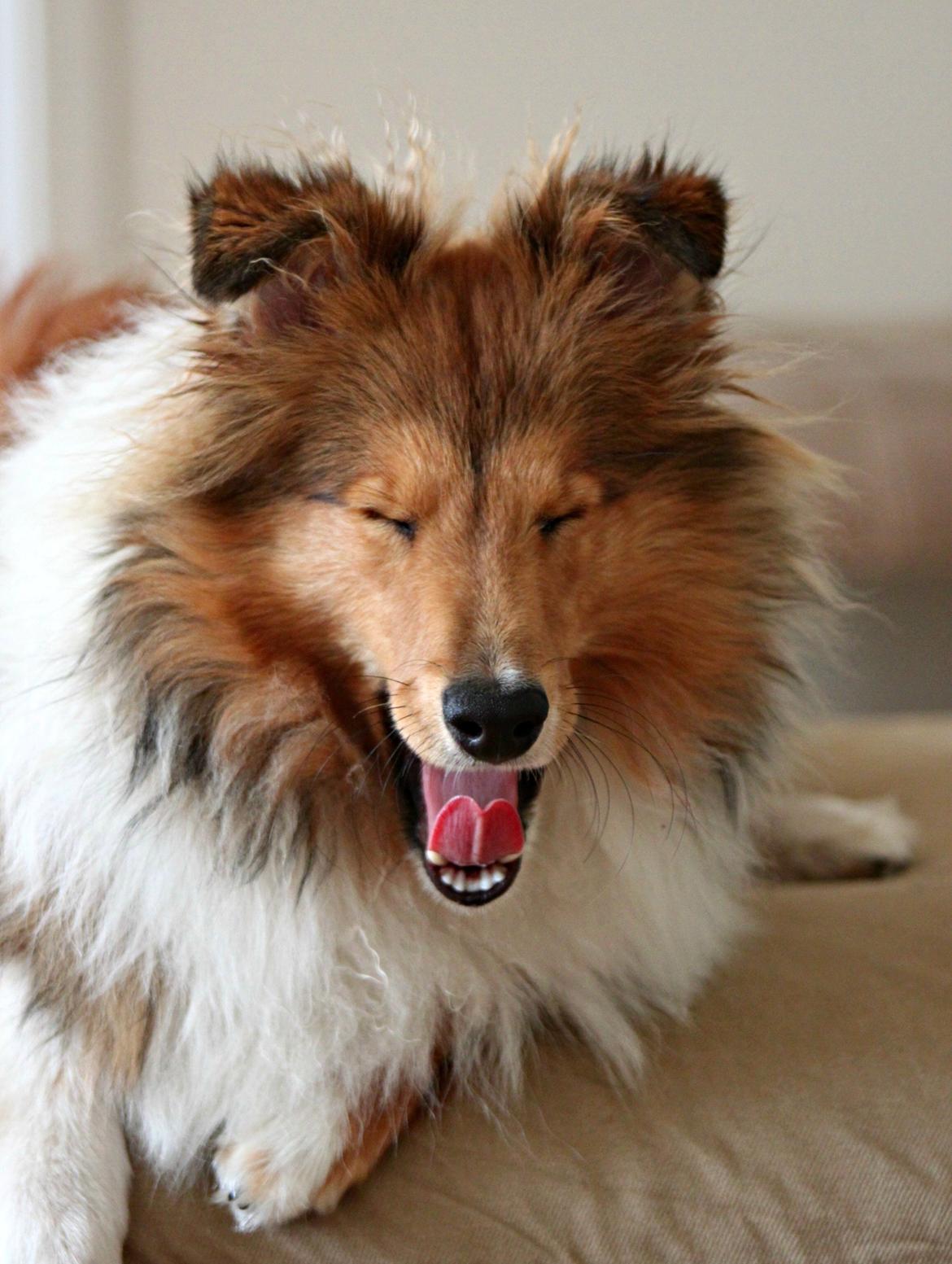 Shetland sheepdog Kenzo billede 15