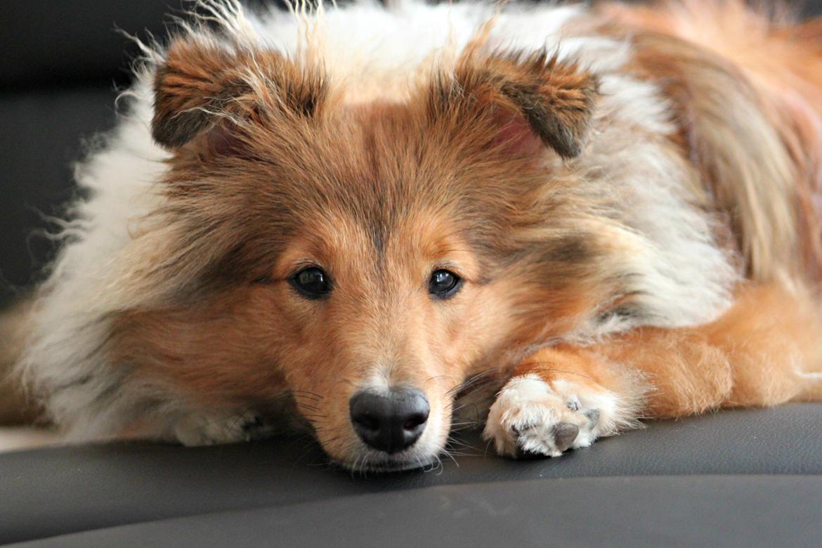 Shetland sheepdog Kenzo billede 3