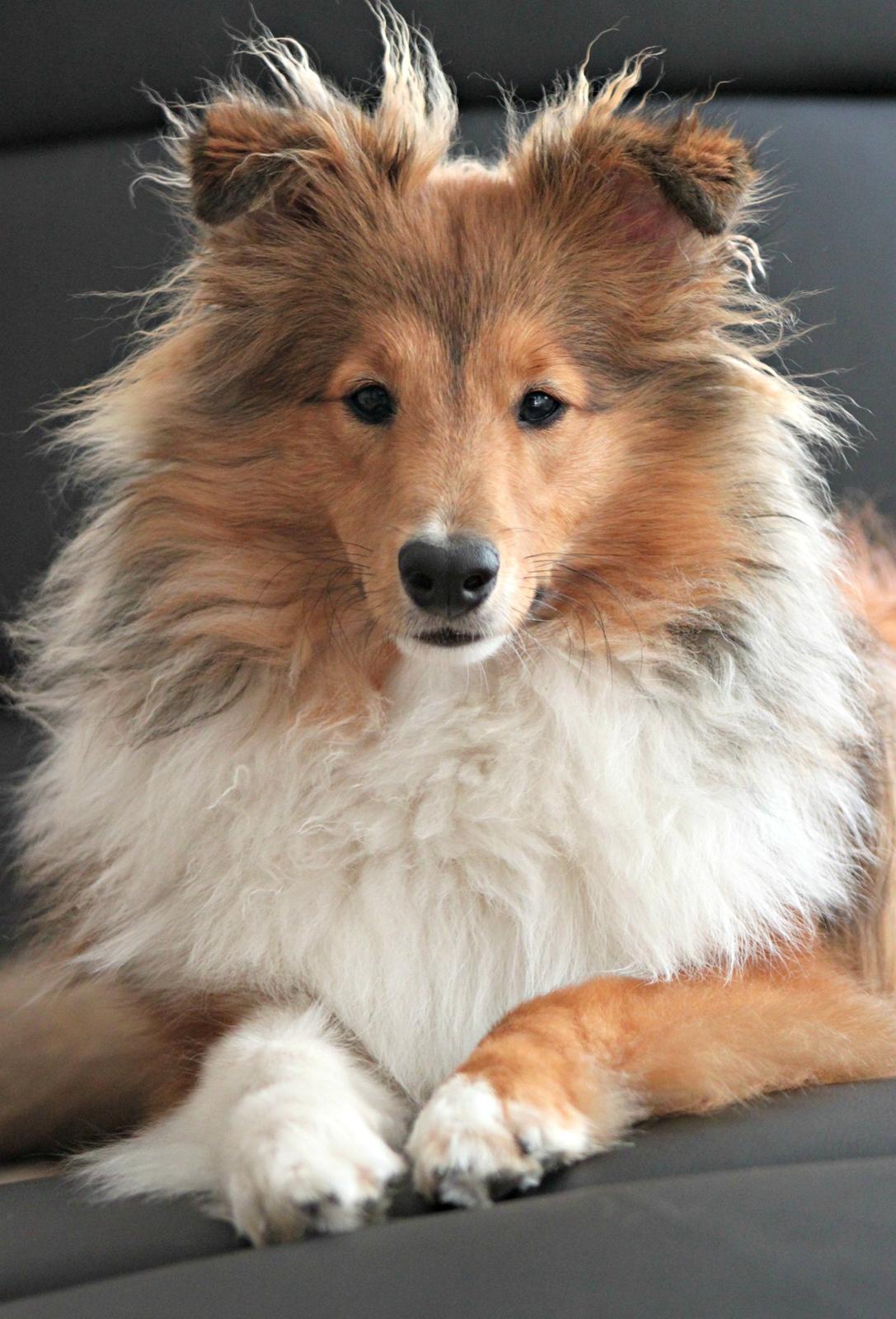 Shetland sheepdog Kenzo - Smuk.. det er han altså! billede 2