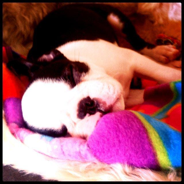 Boston terrier Mynte billede 1