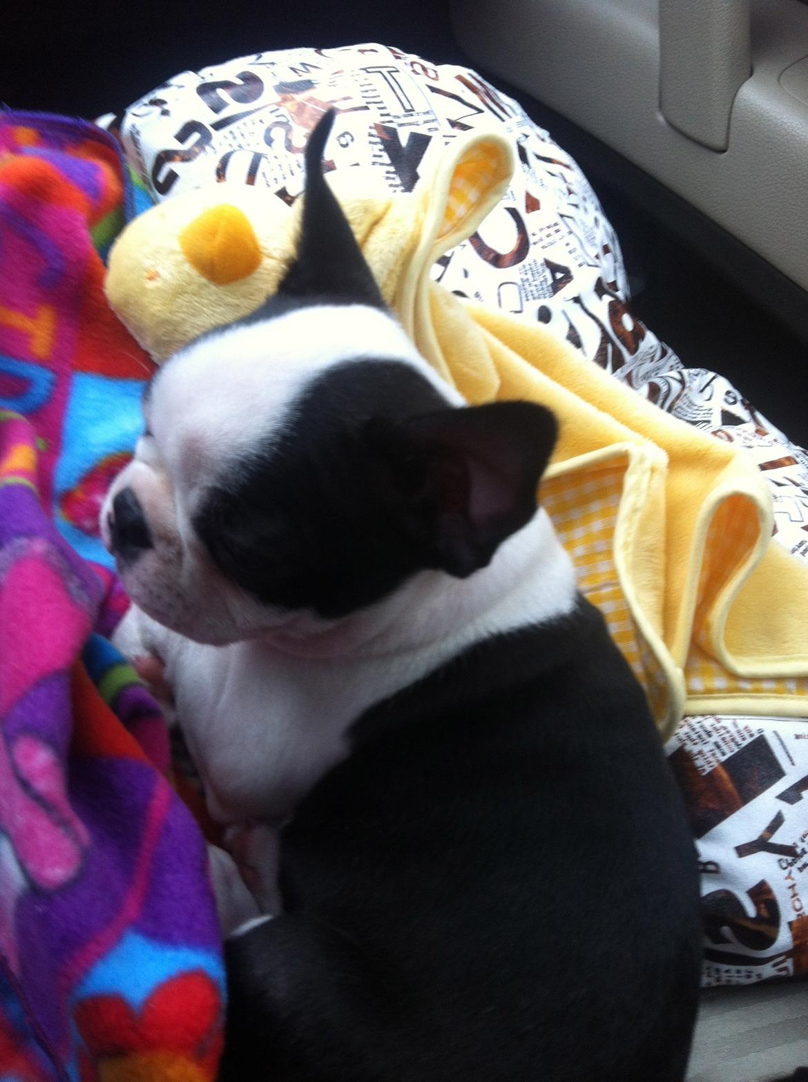 Boston terrier Mynte billede 2