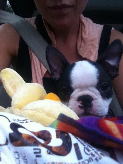 Boston terrier Mynte billede 3