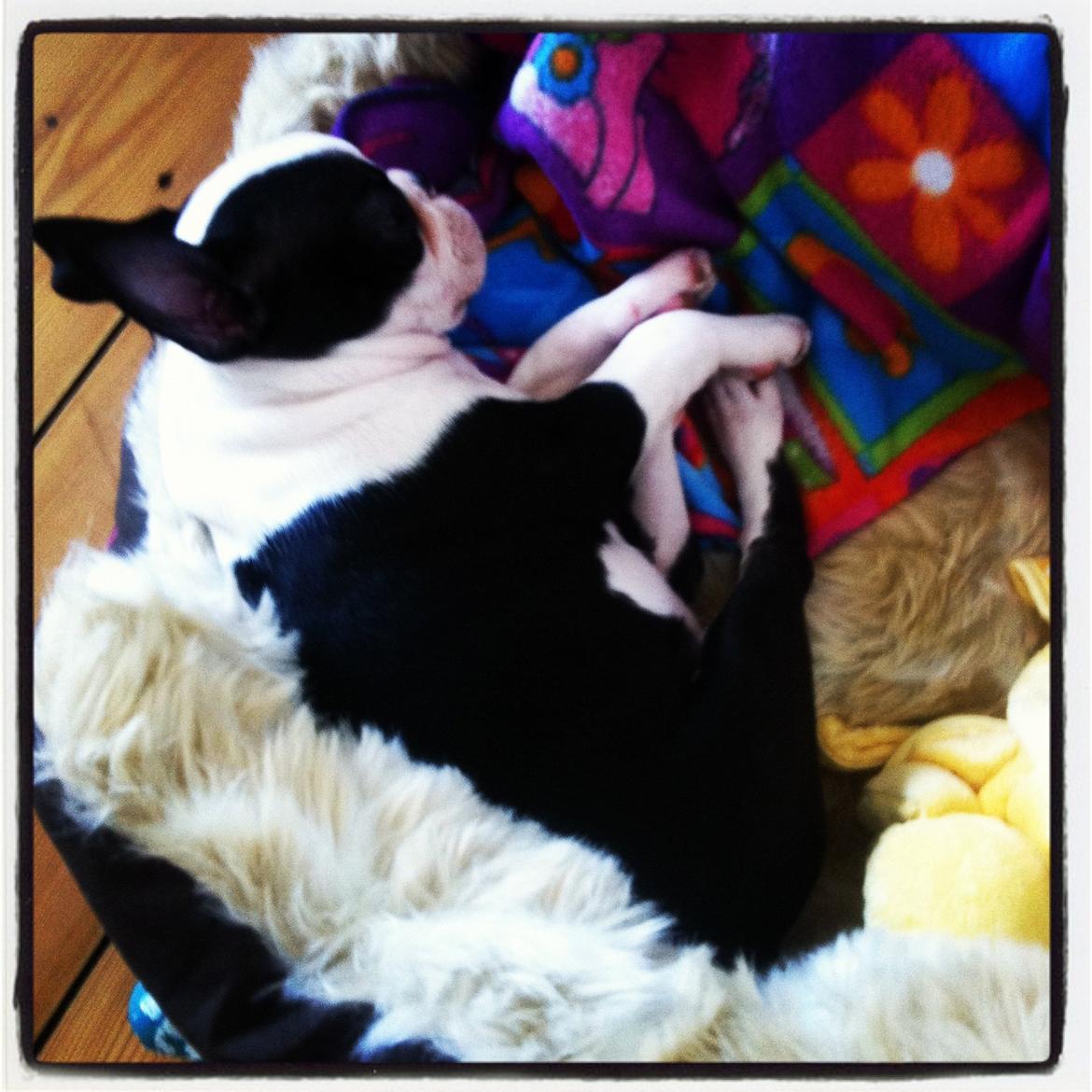 Boston terrier Mynte billede 4