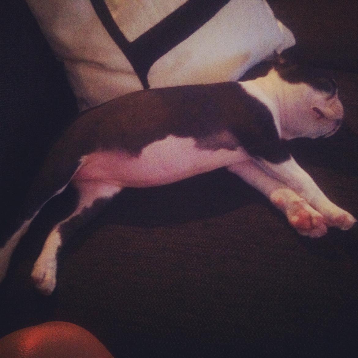 Boston terrier Mynte billede 5