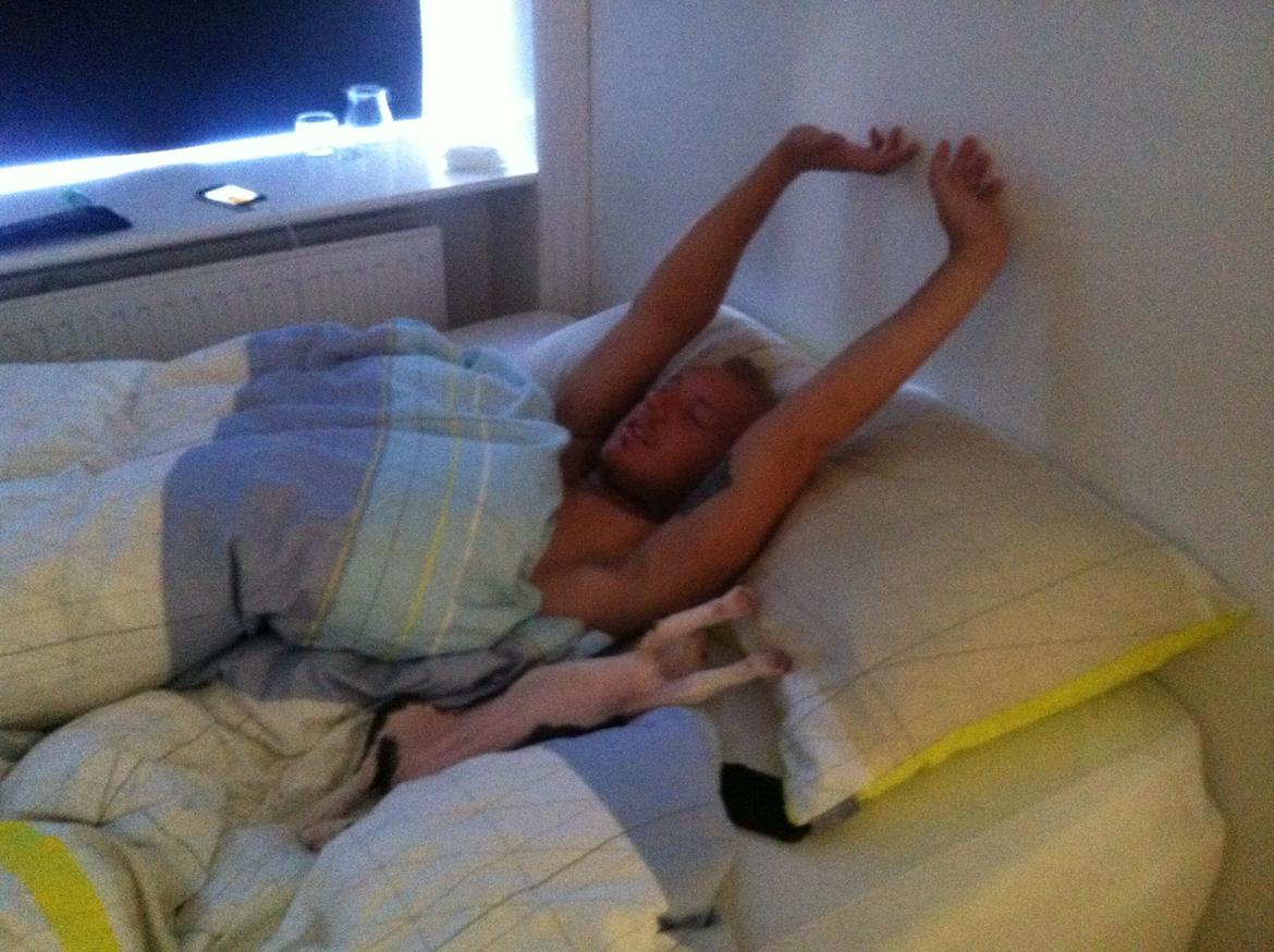 Boston terrier Mynte billede 6