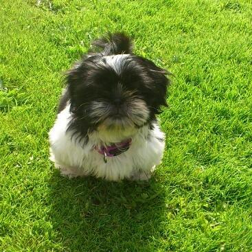 Shih tzu Malou billede 2
