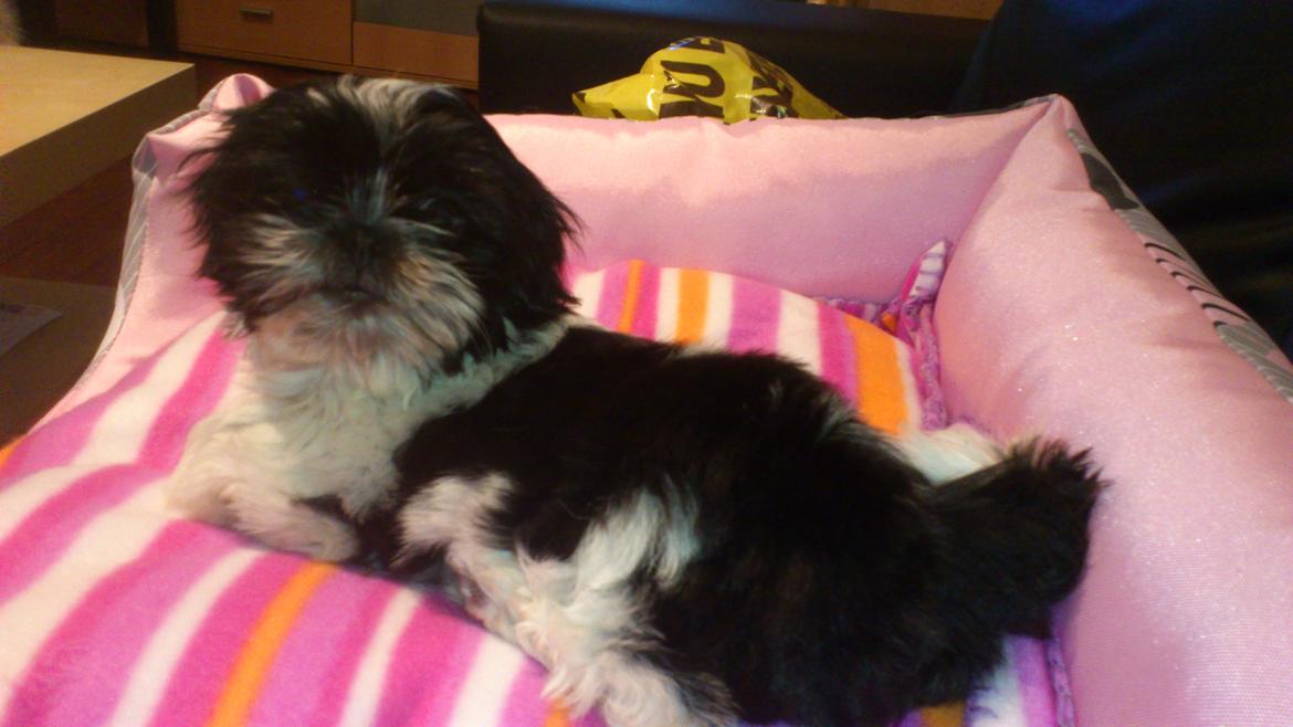 Shih tzu Malou billede 3